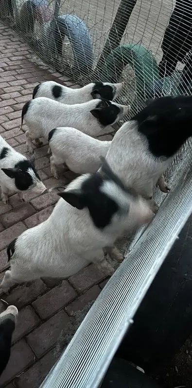 长白山怎么选酒店,长白山旅游攻略长白山西坡酒店