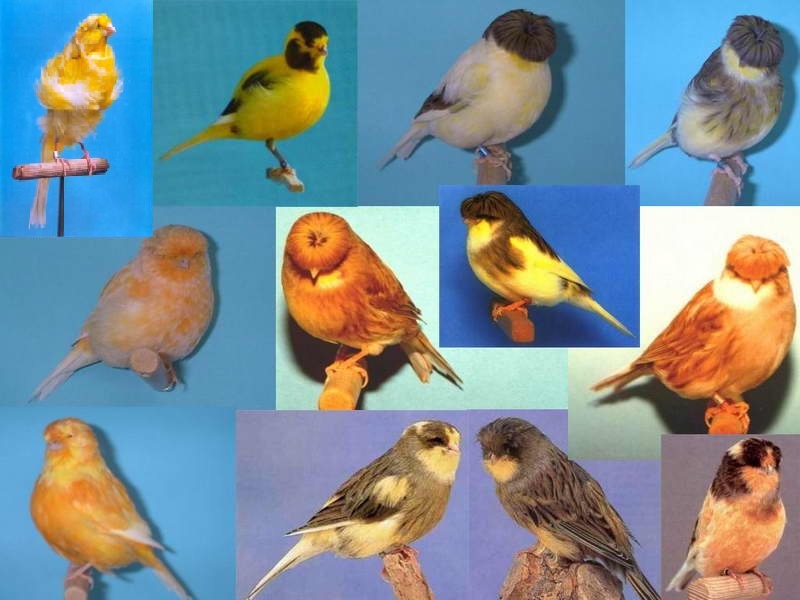 一种来自非洲的野鸟,被人工繁育出数百个品种,惊艳了整个世界