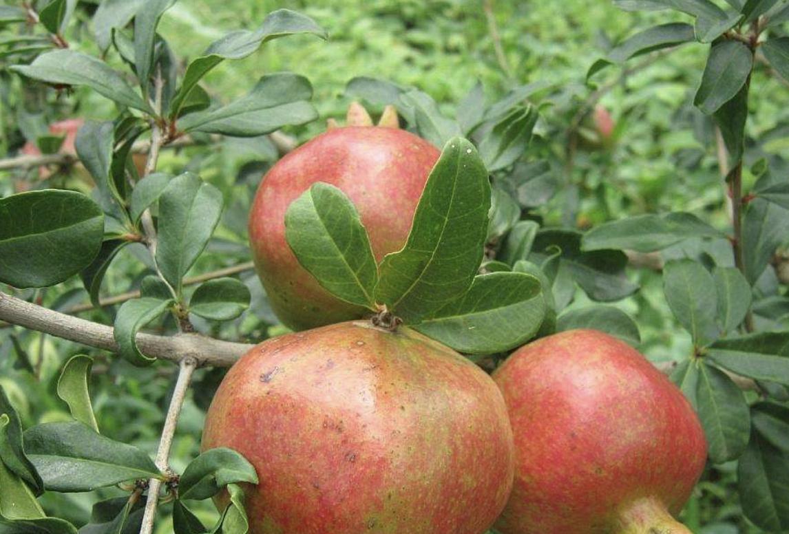 挂果的盆栽石榴树,盆栽石榴树怎样多结果呢视频