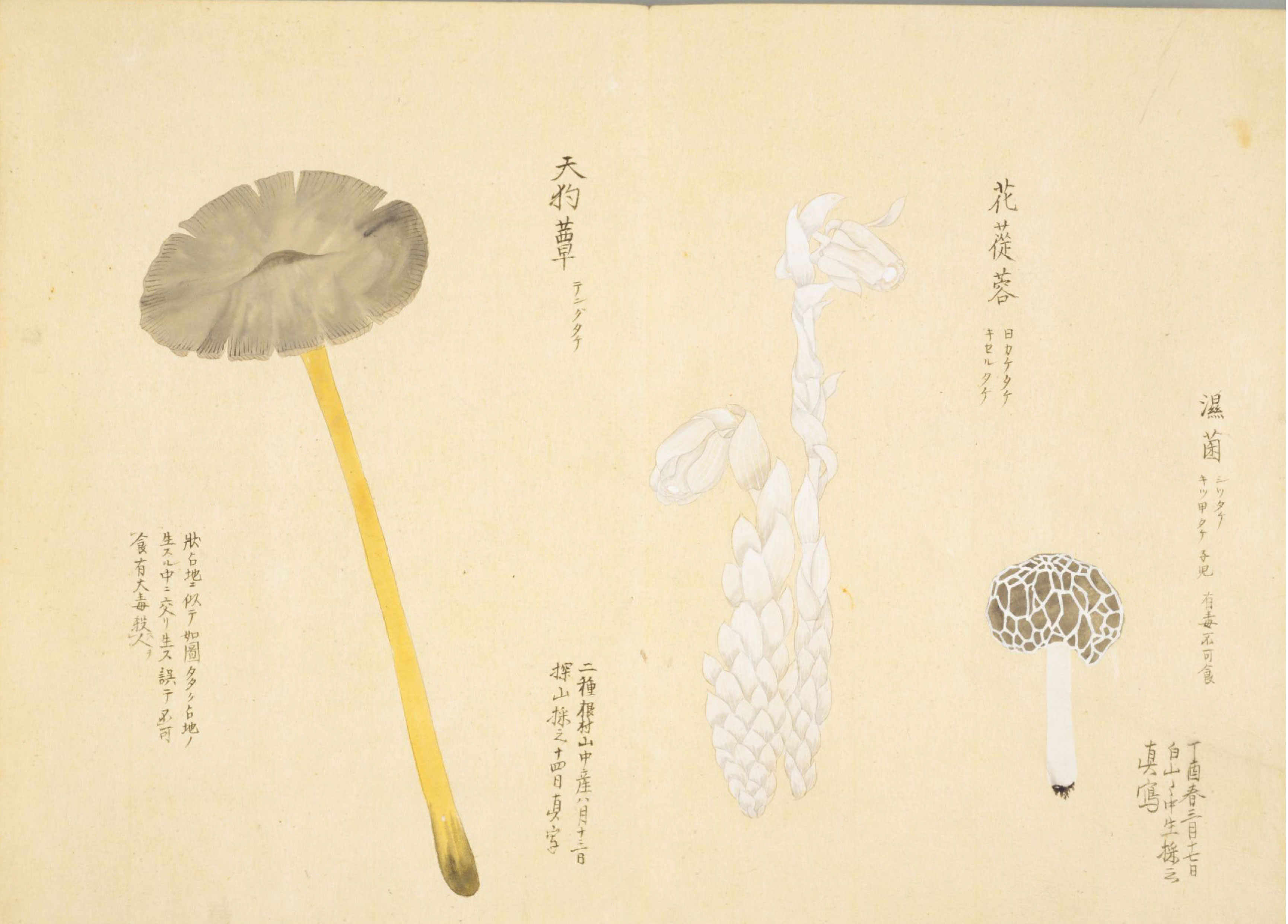 各种多彩菌图片大全,意式野菌图片大全