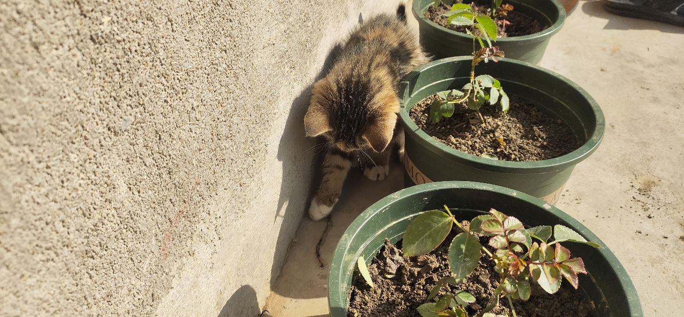 拼夕夕买猫记感觉像是上当了