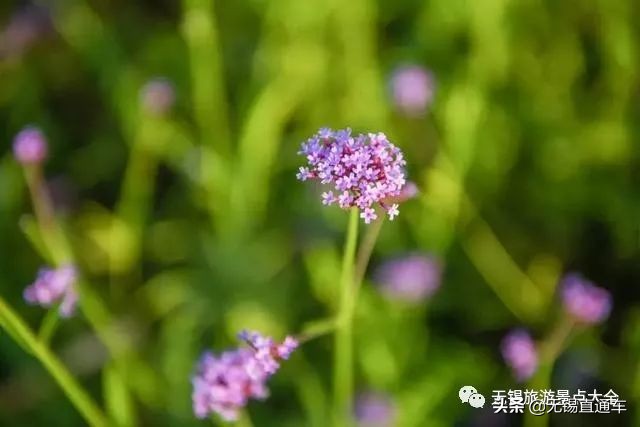 无锡哪里有看花海的景点,无锡秋季花海旅游景点