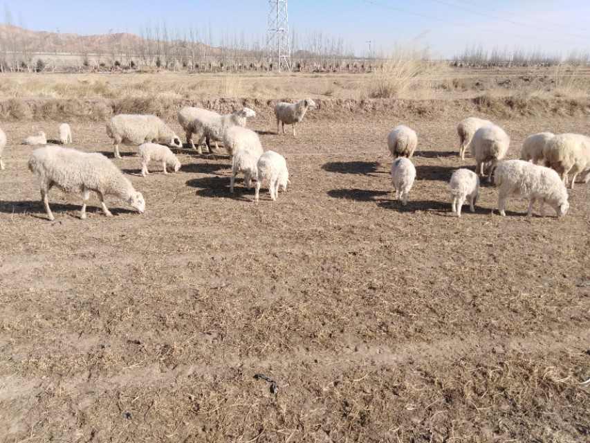 新手养羊经常会遇到哪些问题,养羊问题