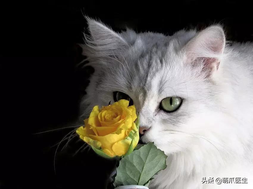 中华田园猫就是叫土猫？论给猫起名，古人可比我们强多了