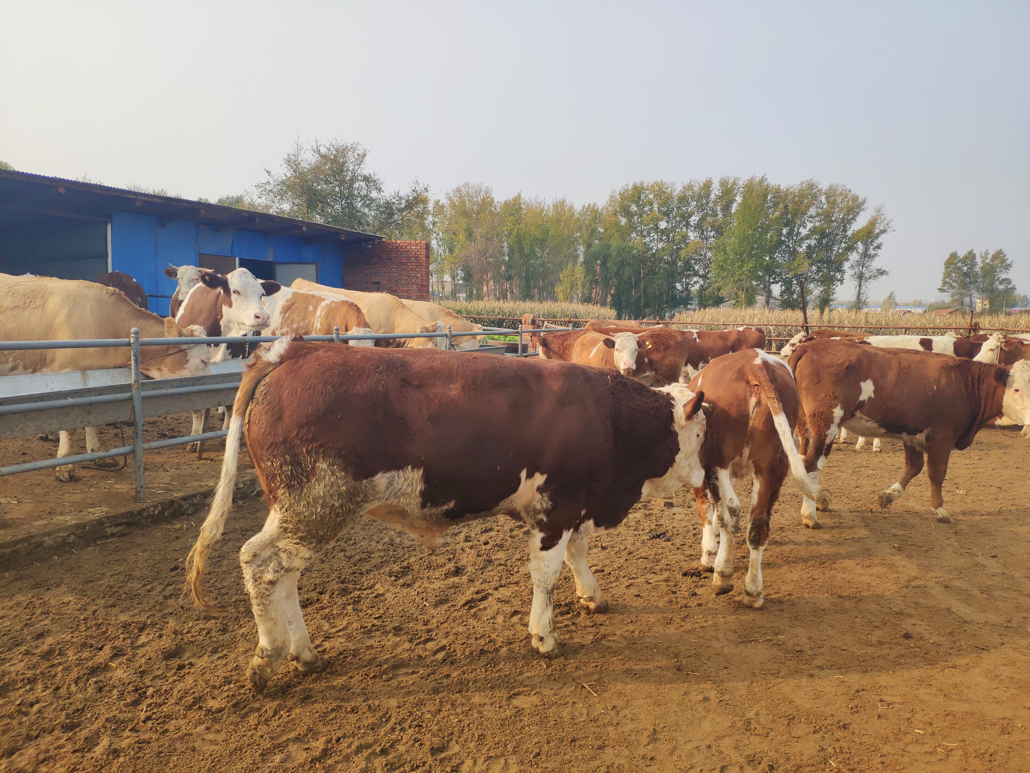 养牛到底能不能养活,养牛的利润与成本真实比较