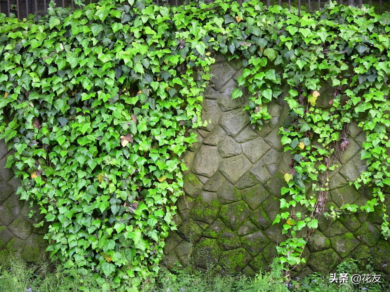 常春藤夏季养护和管理,常春藤室内爬藤