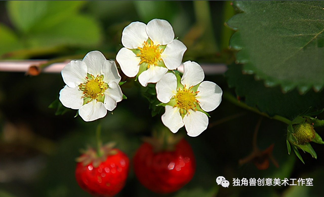 画画草莓教程可爱简单,绘画教程简单可爱草莓熊