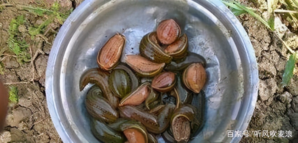 閬ヨ繙鐨勪埂鎰佸畬鏁寸増,琚北閲岀殑铓傝煡鍙簡