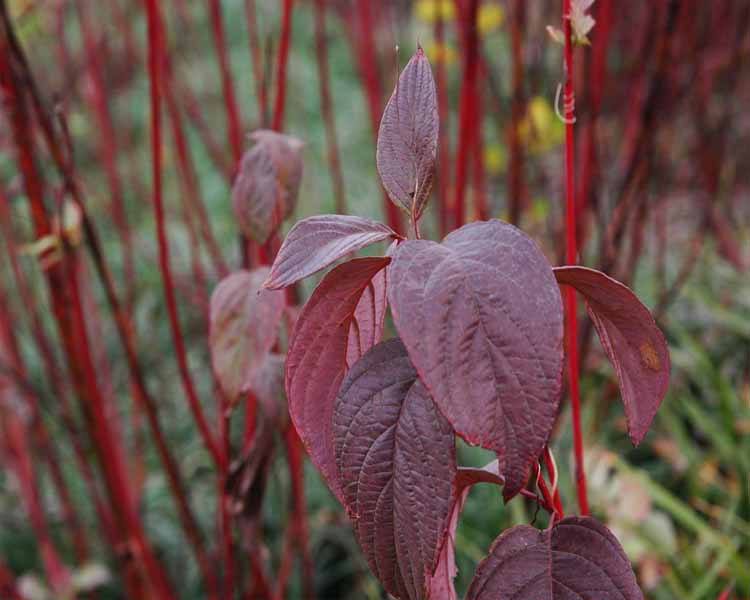 理想的生物柴油原料油料树种—植物非试管高效快繁技术快繁红瑞木