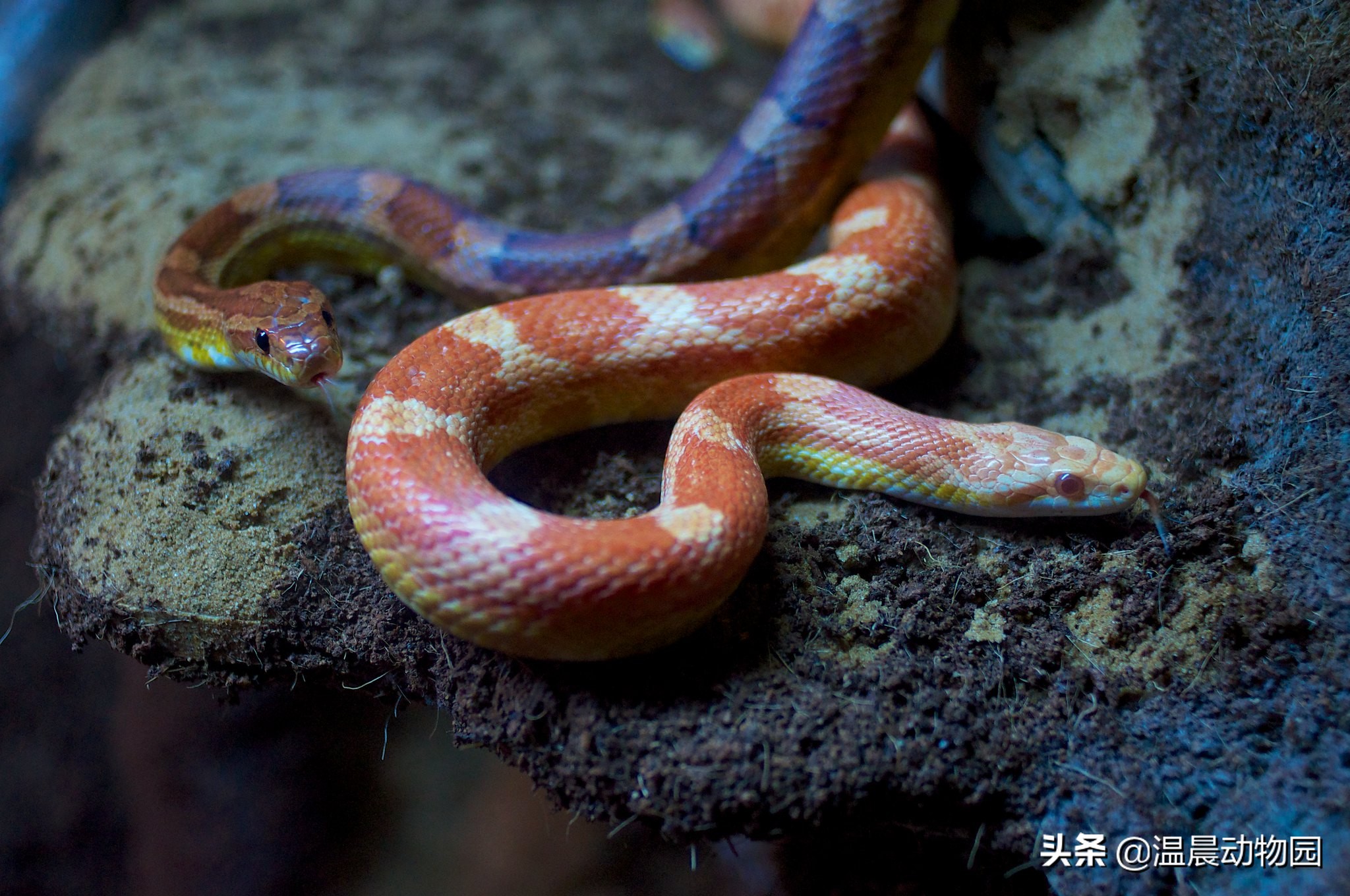 宠物蛇出现拒食现象有这五个原因，严重程度可大可小，但不能忽略