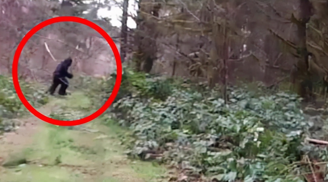 倒脚仙的真实照片,倒脚仙的真实身份