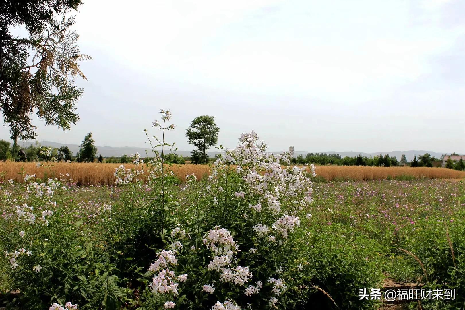 6月5号芒种,2018年6月6日芒种