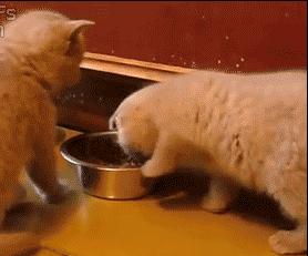 养猫这么多年你怎么连碗都摆不对 (养猫省钱妙招猫碗)