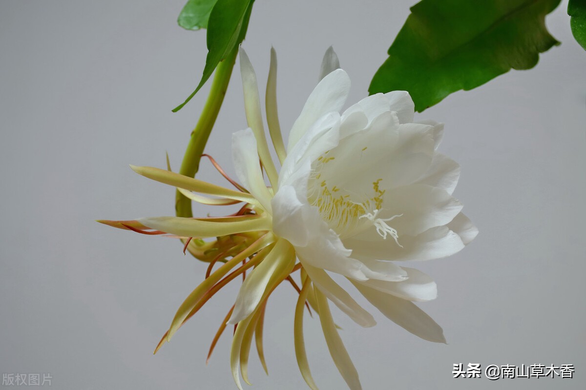 观赏昙花一现感悟美好人生,昙花绽放的瞬间美到爆