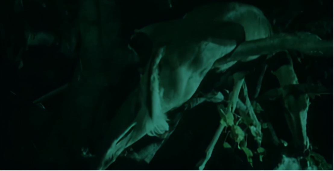 蜜獾两小时后继续享用毒蛇,蜜獾凶猛攻击人类