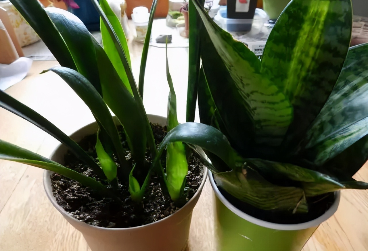 吸甲醛和苯的植物多久可以见效,卧室放什么植物吸甲醛最好