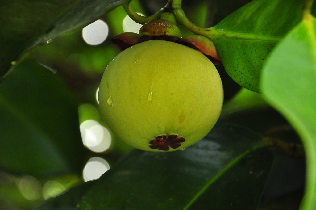 山竹是低糖还是高糖水果,山竹是减肥还是长胖的