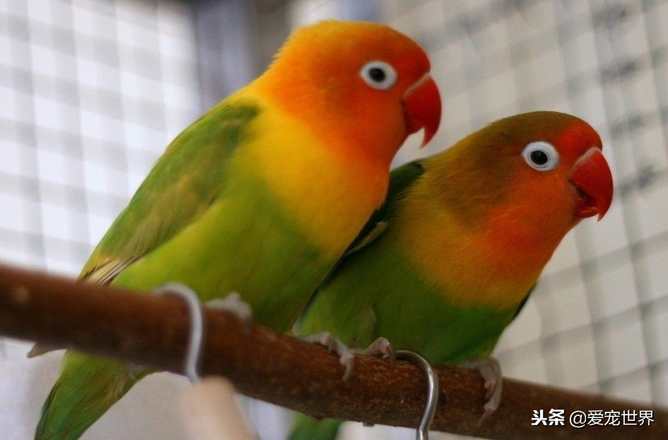 新手饲养鹦鹉必备知识有哪些,虎皮鹦鹉正确饲养喂什么蔬菜好