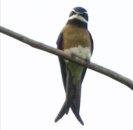 东江揽胜,惠州淡水常见鸟类图谱