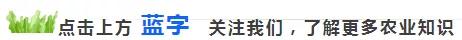小麦九成熟，十成收，十成熟，一成丢，是什么意思？