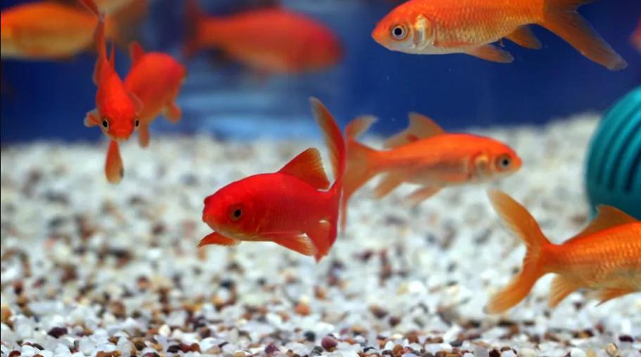 观赏鱼食物中毒怎么办,观赏鱼中毒了