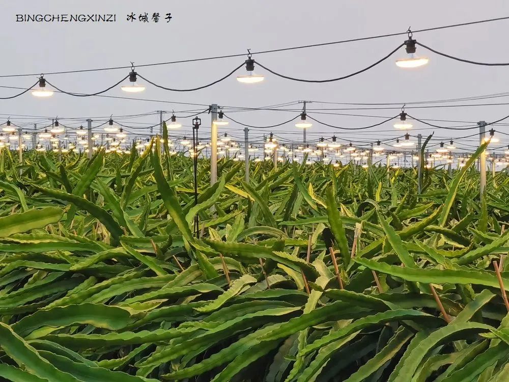 做把“村姑”,走进海南灯火灿烂的火龙果园