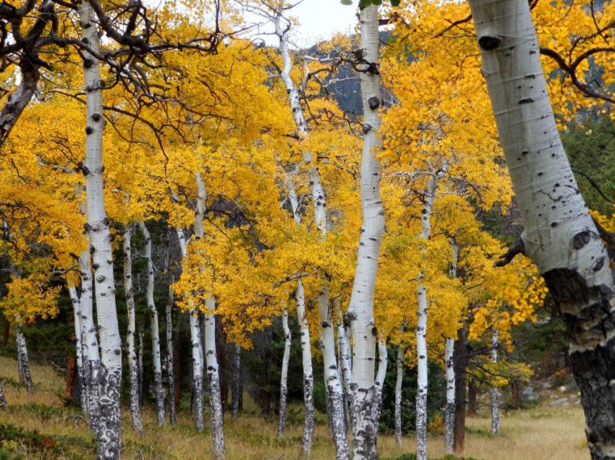 秋天适合去哪儿旅游,选择秋天去小兴安岭旅游的理由