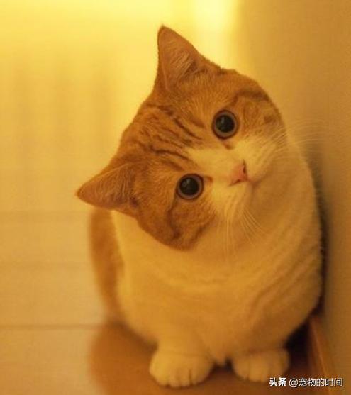 新手养猫全攻略,新手如何养猫全攻略