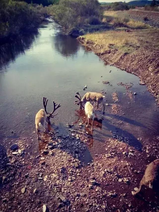 五一假期闺蜜去大兴安岭穷游,闺蜜自驾大草原