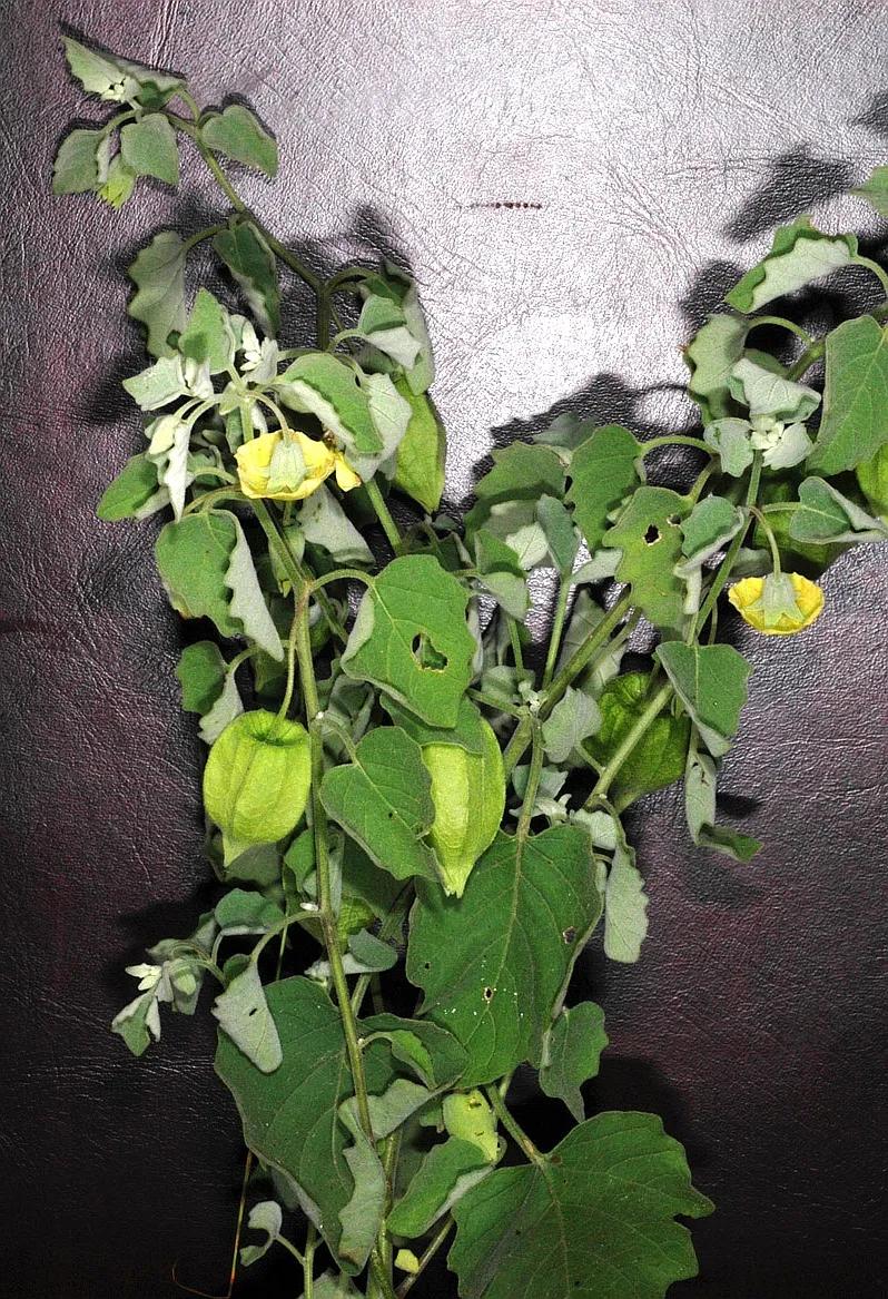 生物相册：姑娘还是菇茑？这水果，世界各地有39种