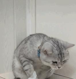 猫咪受到惊吓后如何安抚她,猫咪受到惊吓该怎样安抚