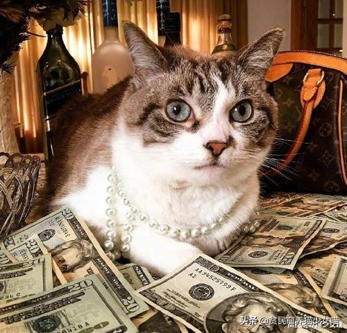 为什么有的小猫咪吃很多也不长肉？也许你该给它驱虫了