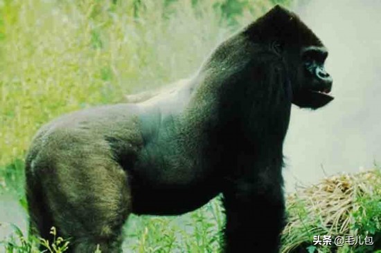 世界上最大的动物长什么样,所有动物最大的样子有多大