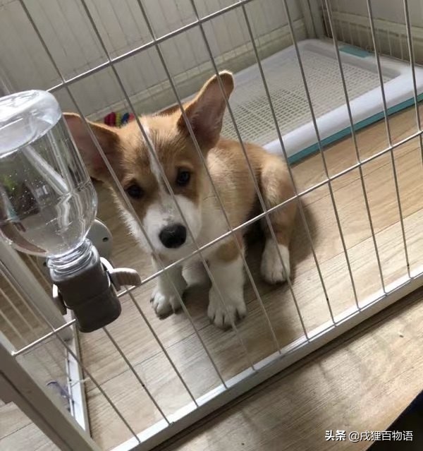 第一次养狗，如何避开各种“坑”？省钱省心攻略在这里