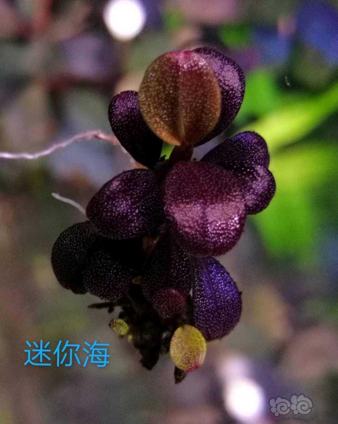 辣椒榕溶叶是什么状态,辣椒榕为什么会溶叶