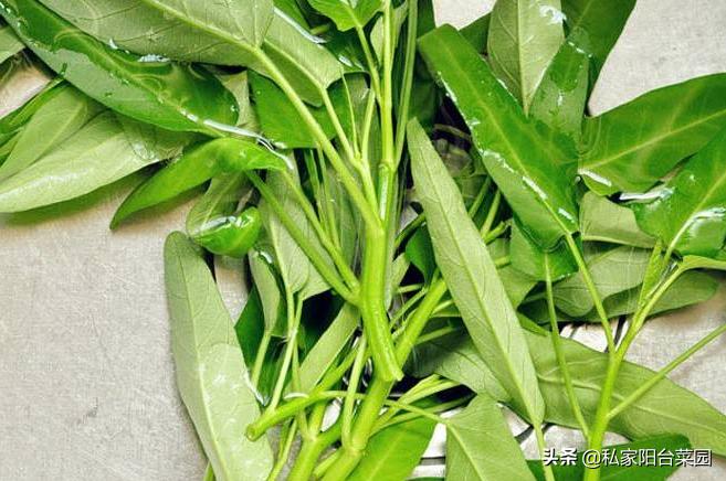 阳台种空心菜水培,阳台花盆种空心菜