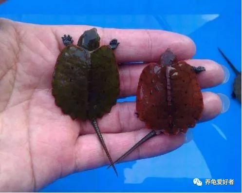 国龟鹰嘴新手入门教程,国龟鹰嘴视频大全