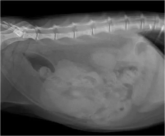 福懋宠物医院花都分院,福懋动物医院公猫绝育