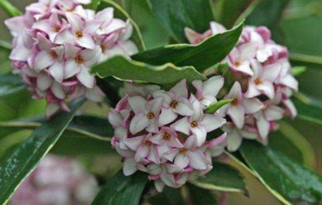 金边瑞香开败了怎么养护,金边瑞香怎样养护和注意事项