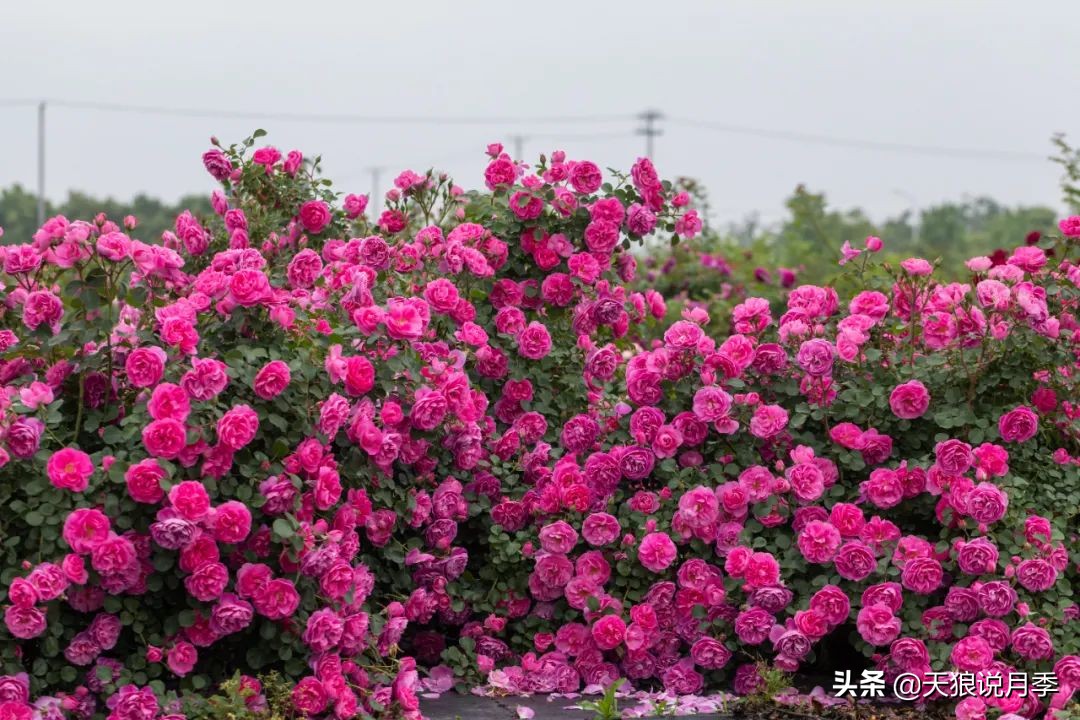 多久可以打造出一面月季花墙,月季花墙怎么养成