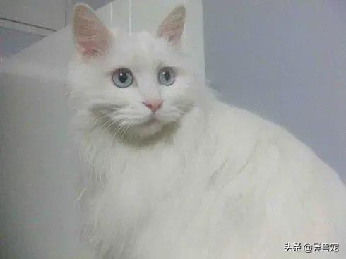 猫咪的日常护理知识,猫咪的日常生活