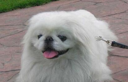 为什么那么多人嫌弃中华田园犬呢,中华田园犬真的是好狗