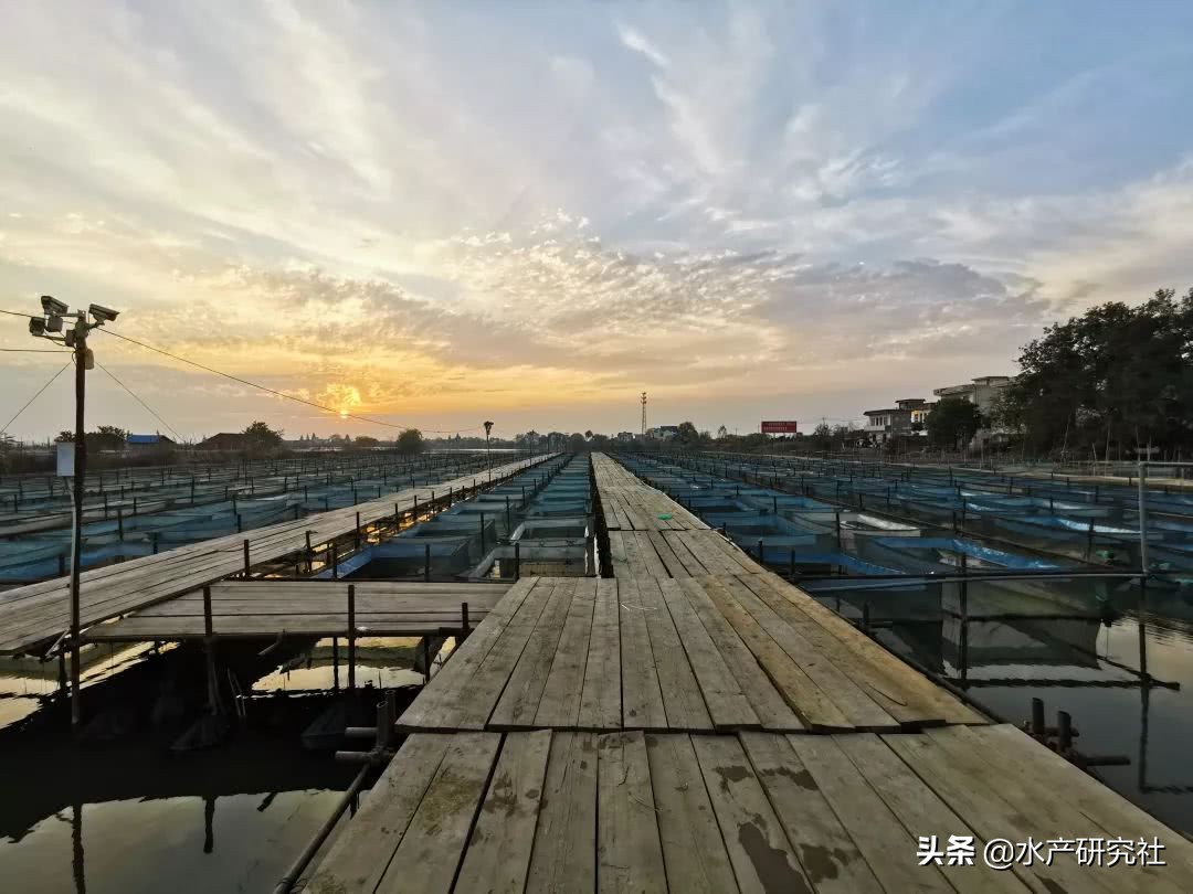 水产补钙不补镁有什么后果,水产养殖补钙补镁必备