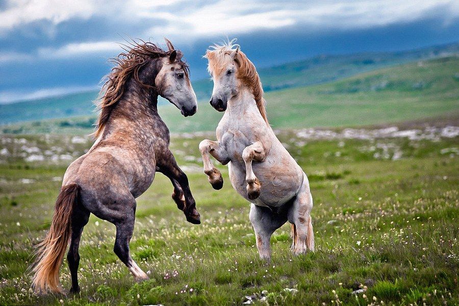 奇怪的知识又增加了阿拉伯语,奇怪的知识又增加了猫原版