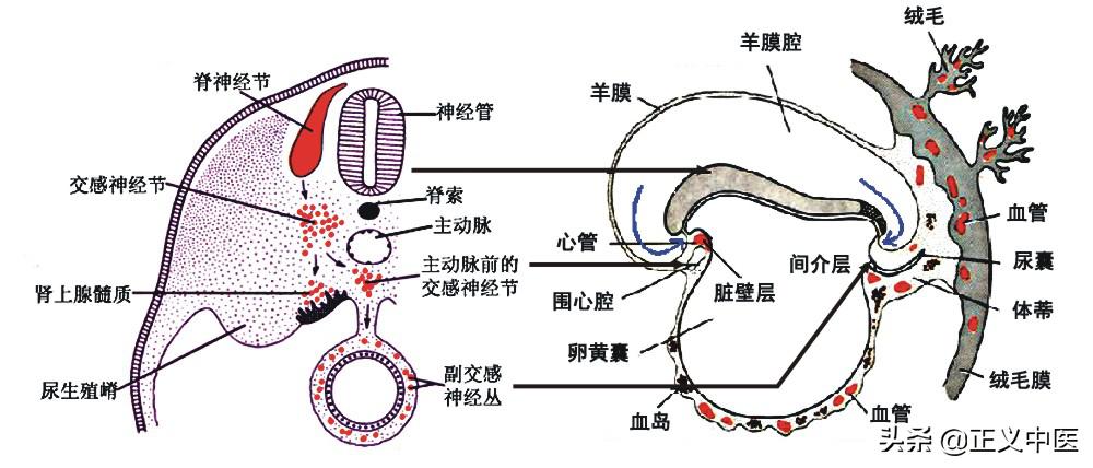 十二经脉和十二正经的区别,十二皮部