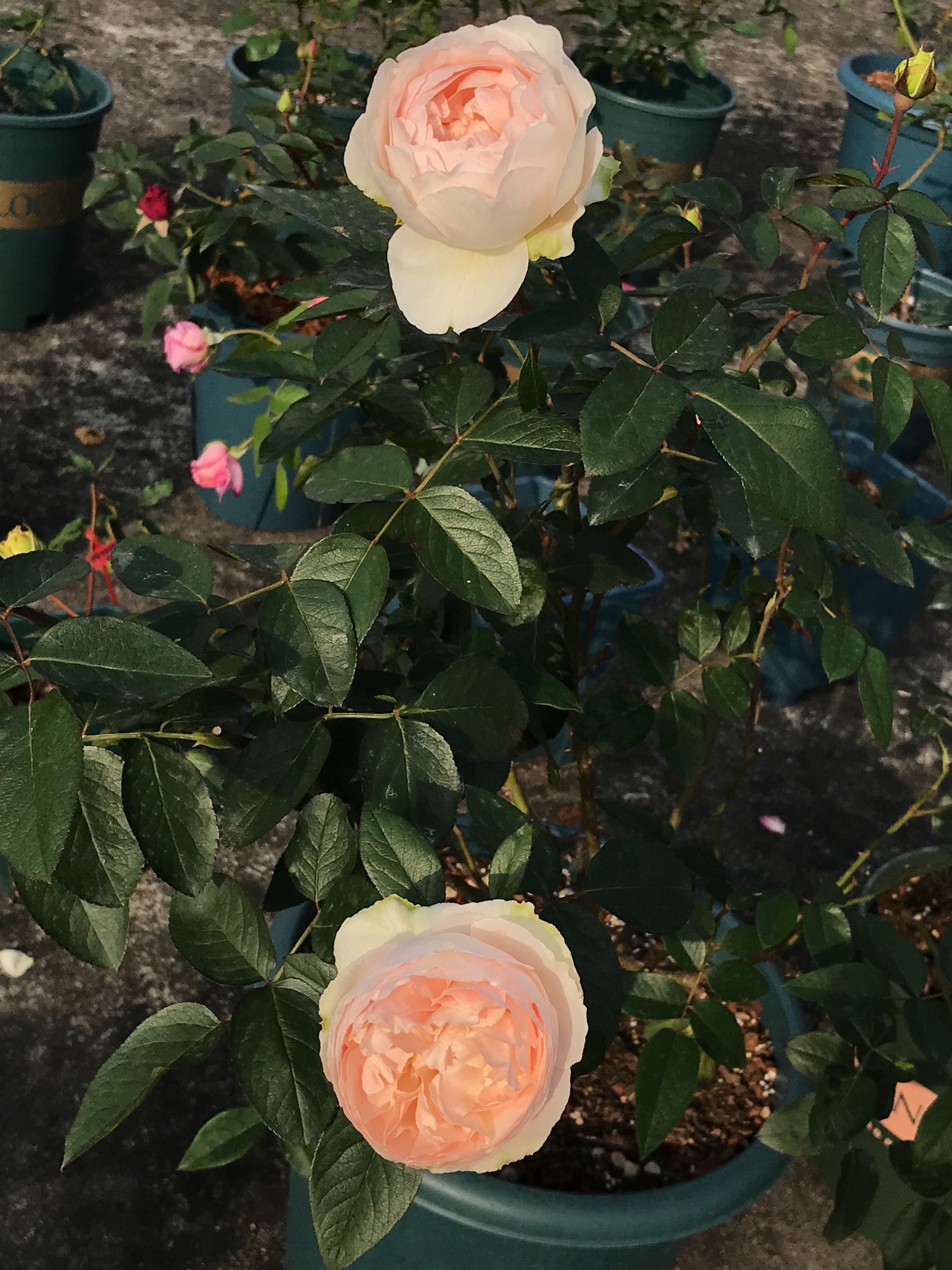 伊芙钱特玛丽秋花奶白,伊芙钱特玛丽是什么颜色