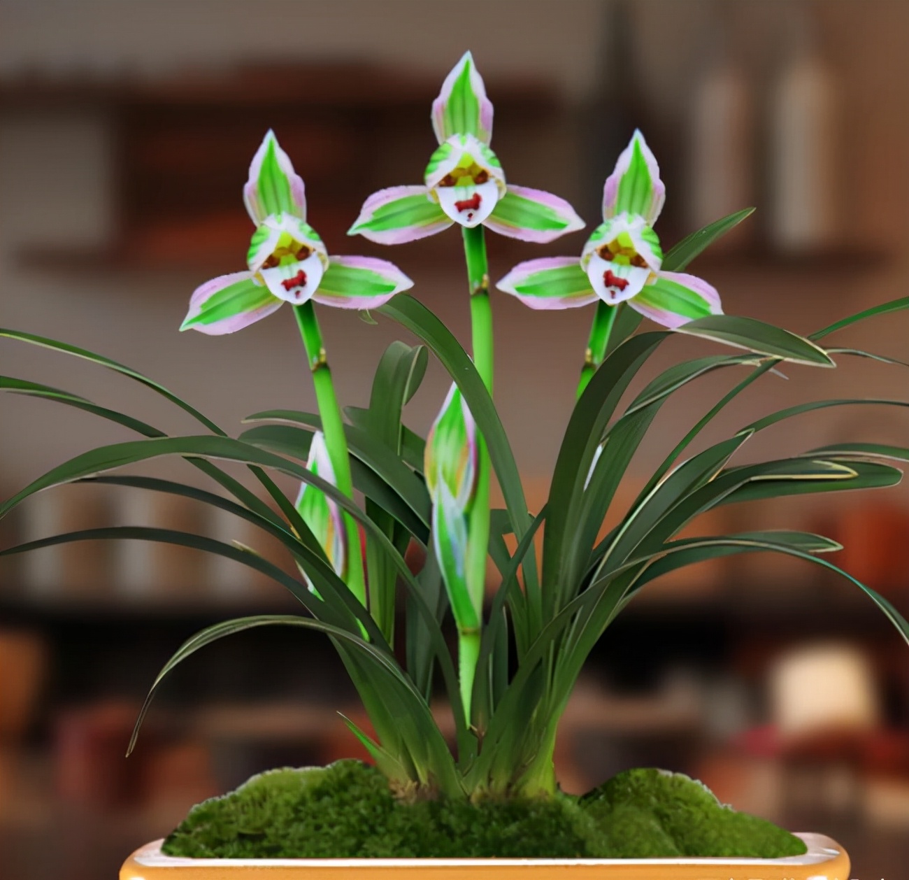 秋季适合养的花草品种大全,什么兰花开得好看又好养