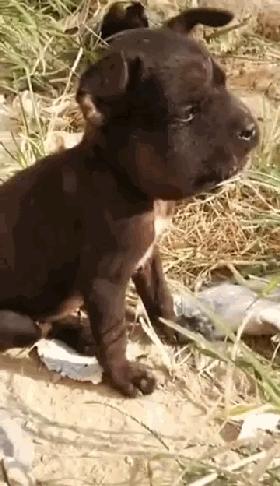 二哈碰到蜜蜂视频,被蜜蜂叮到二哈