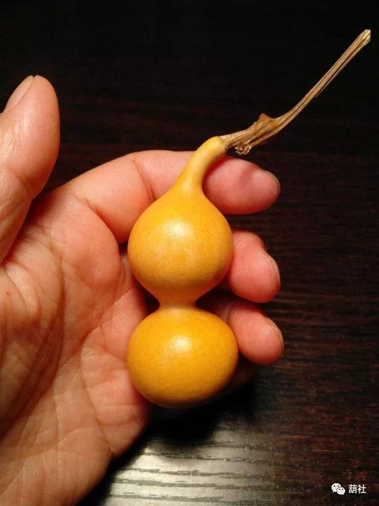 文玩葫芦养殖过程怎样摘心,文玩葫芦的养护方法