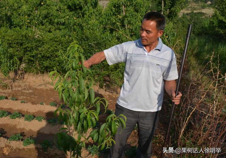 桃树主干形修剪技术有哪些,主干形桃树的夏季修剪方法完整版